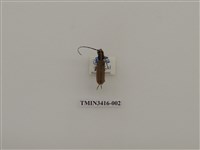 藏品(一色深山天牛)的圖片